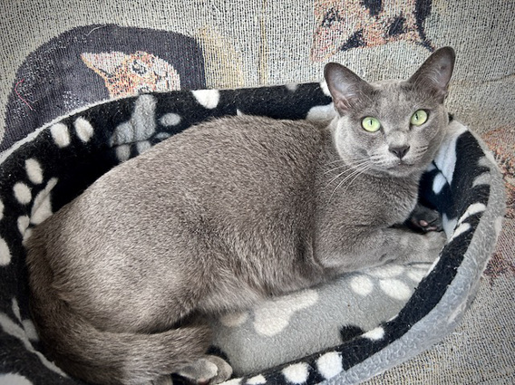 Blossom February 2024 (001)