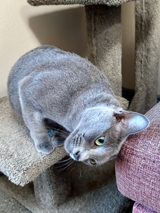 Blossom December 2022