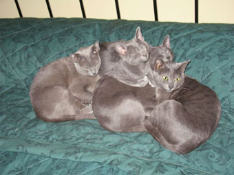 Happy kitties in garden section