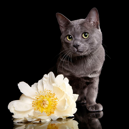 Luuk Chai 2016 (002)