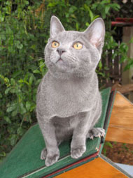 Luuk Chai August 2012