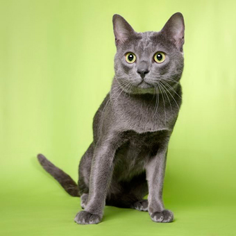 Luuk Chai green background