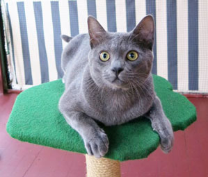 Luuk Chai at 10 months