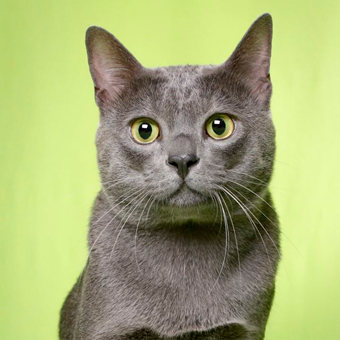 Luuk Chai head shot green background