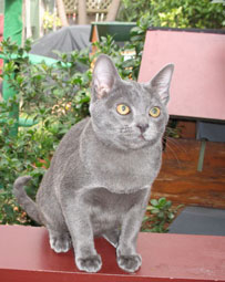 Luuk Chai very cute at 4 months