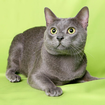 Luuk Chai April 2015