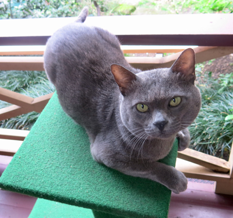 Luuk Chai 2021 (001)